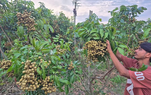 চাঁদপুরে এক বাগানেই ২২ জাতের বিদেশি লংগানের বাম্পার ফলন